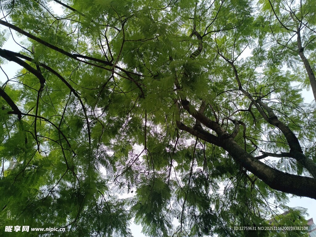 繁茂枝叶间的光影世界