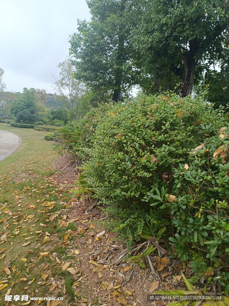 林间小道旁的葱郁灌木丛