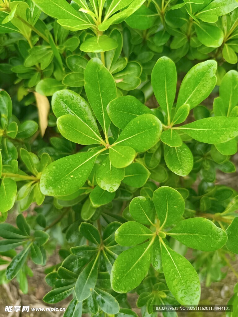 翠绿海桐叶特写