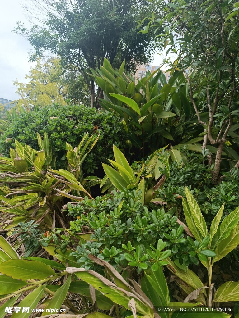 繁茂绿植景观