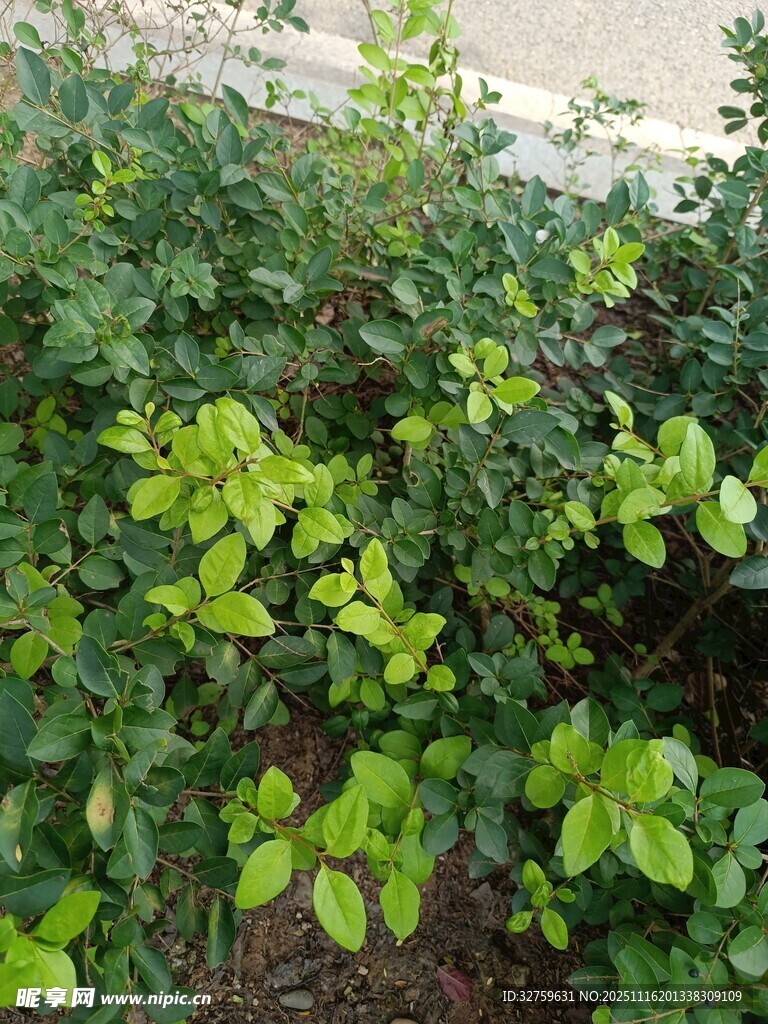 翠绿繁茂的灌木丛