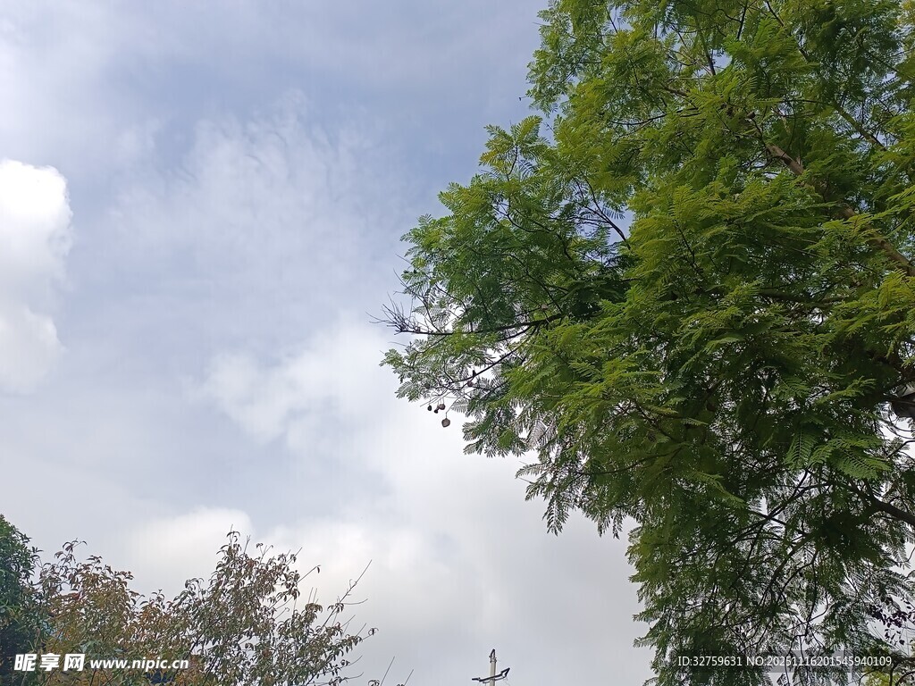 蓝天白云下的葱郁绿树