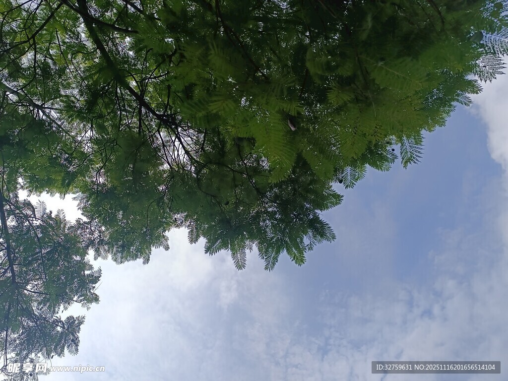 仰视绿树蓝天的清新景象