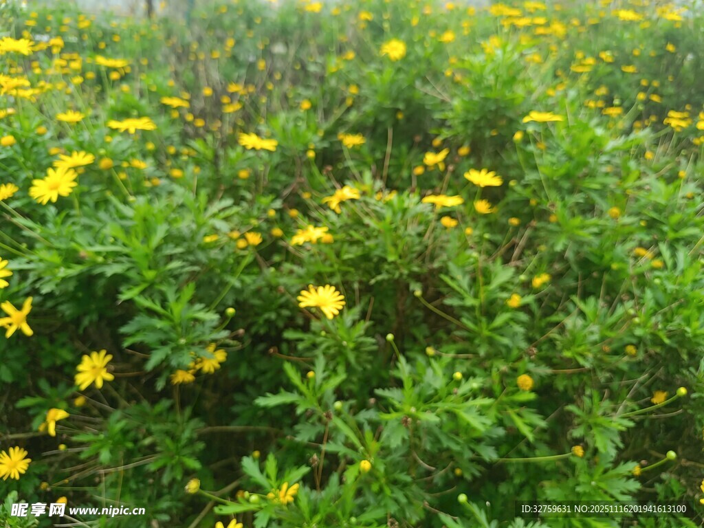 金黄小花绽放绿意间