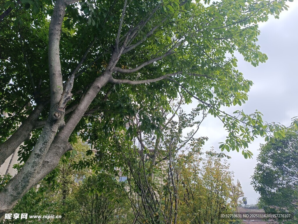 户外繁茂绿树景观