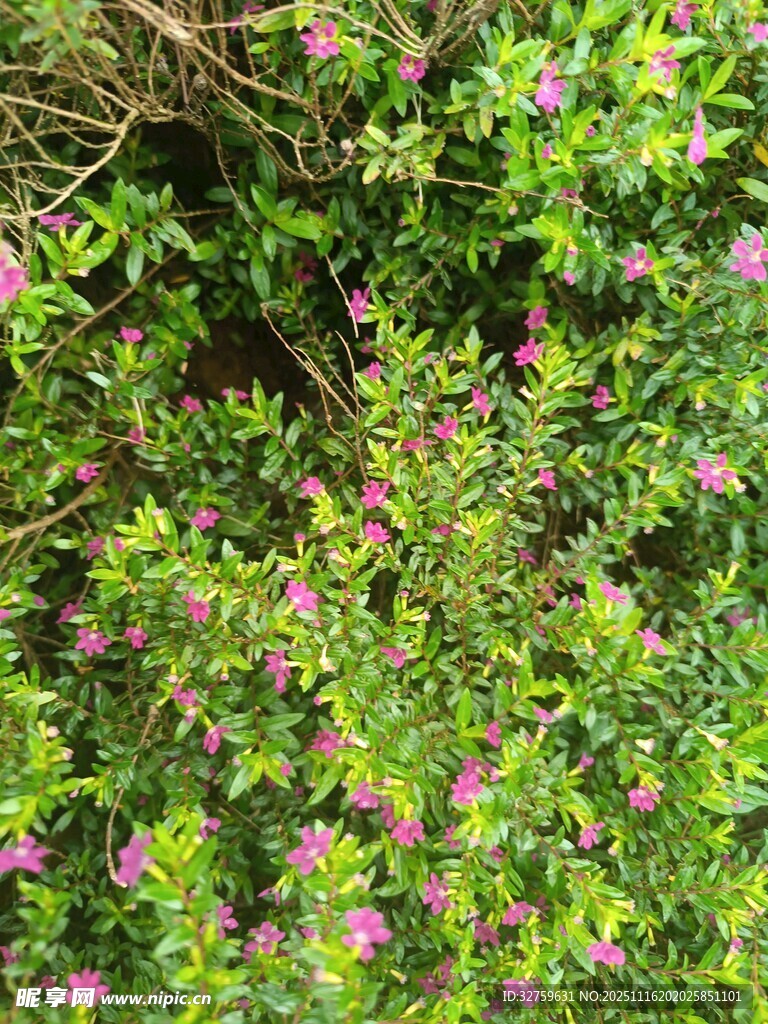 繁茂绿植间的娇艳小花