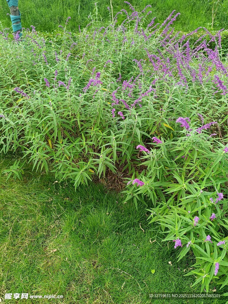 紫色小花丛