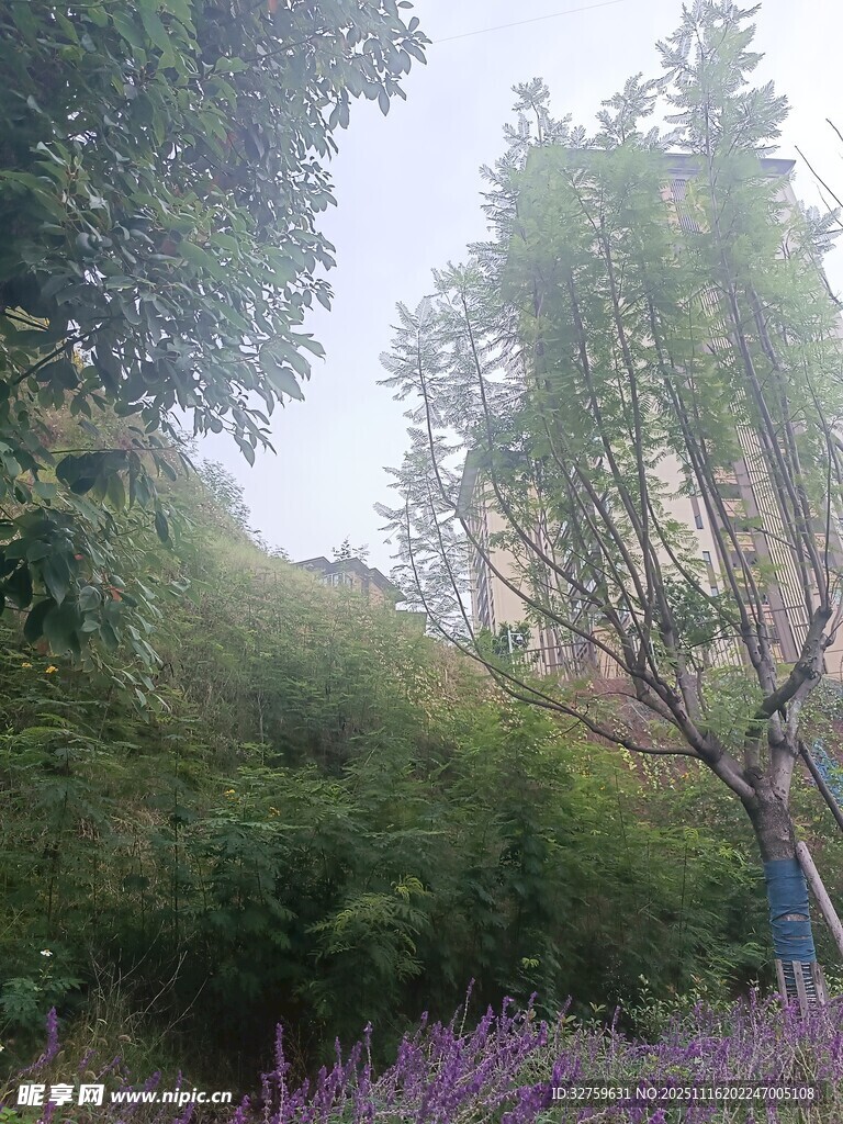 山林间的繁茂植被与花卉