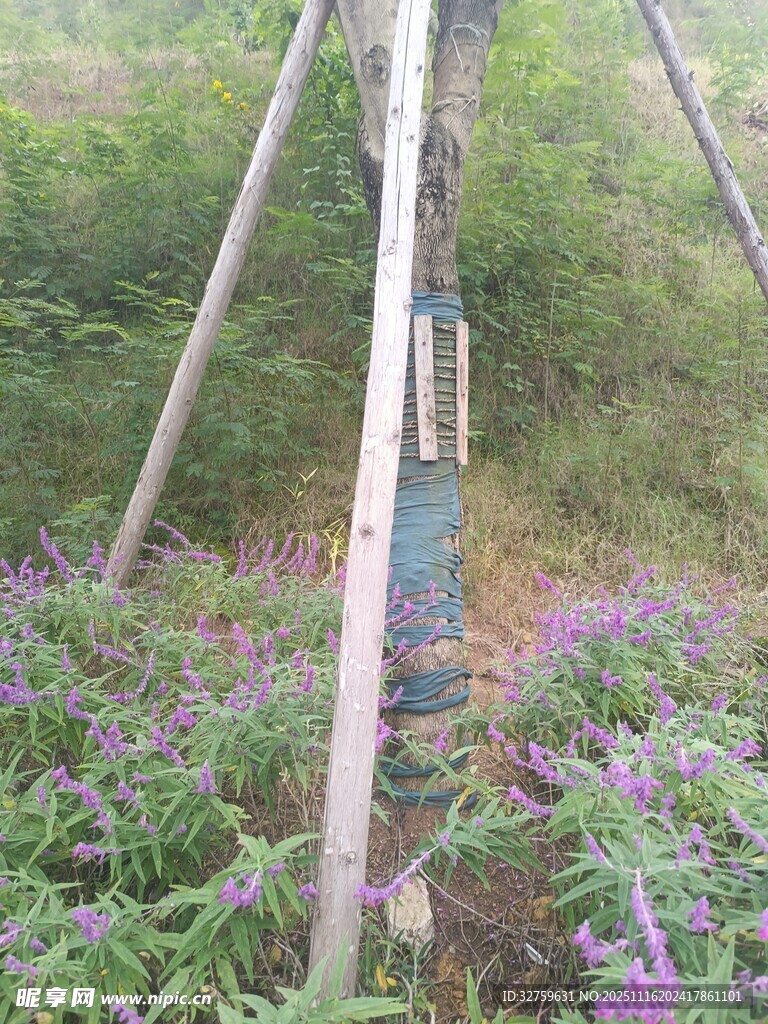 田间紫色花卉与监测设备