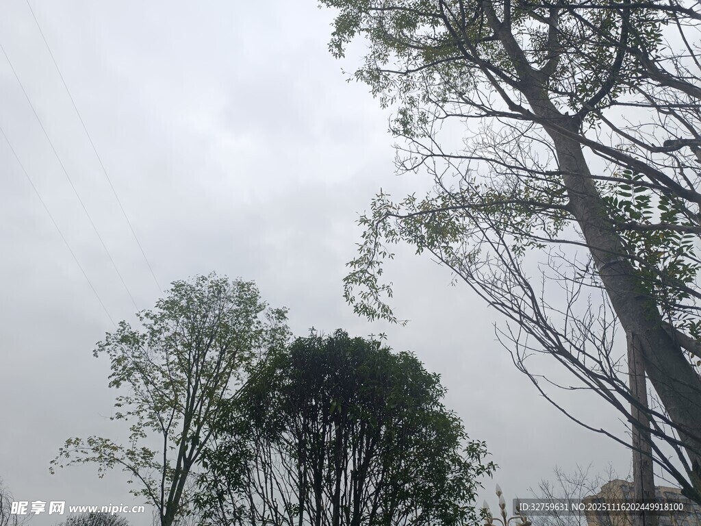 阴天中的树木景象