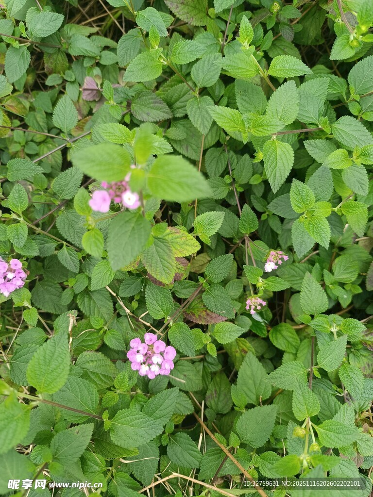 绿叶丛中的粉色小花