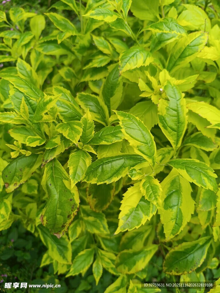 黄绿相间的斑斓叶片