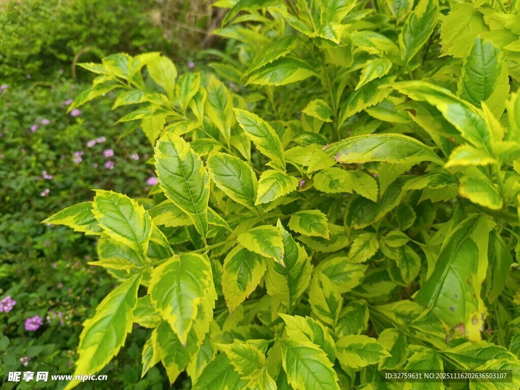 翠绿斑斓的多彩叶片植物