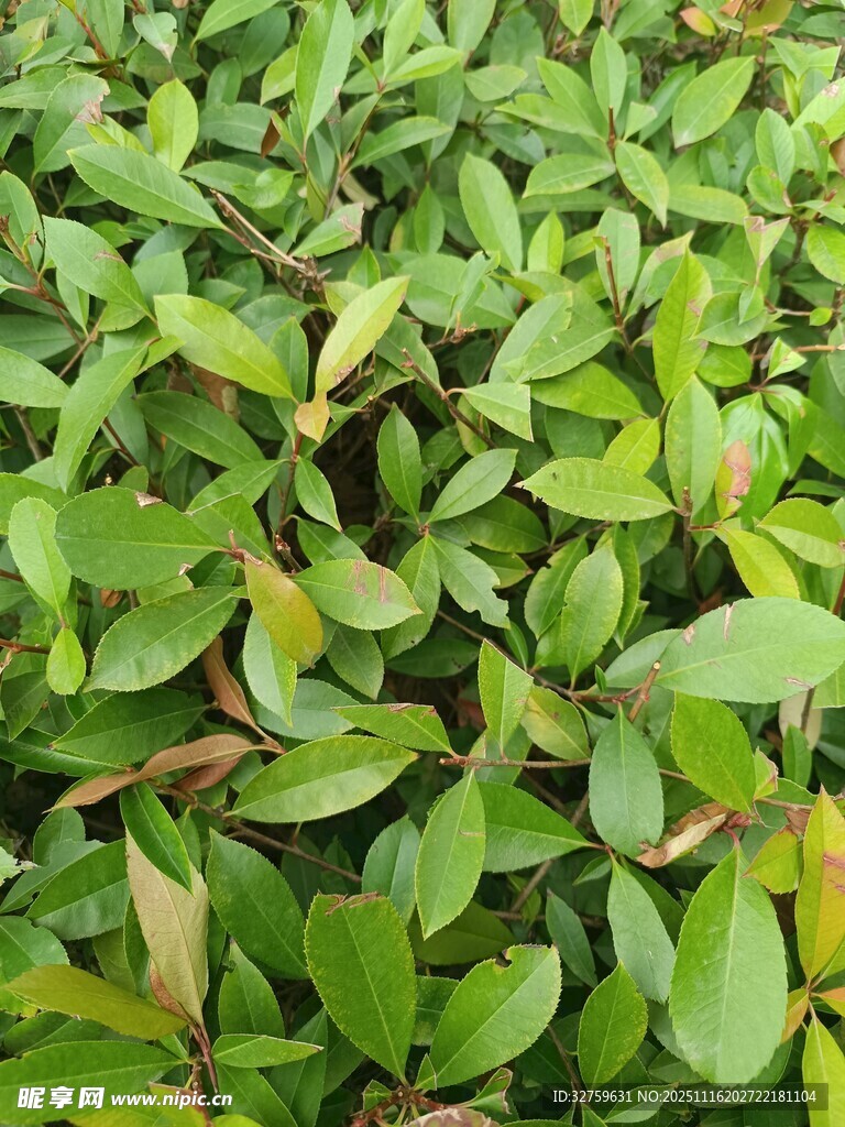 翠绿繁茂的叶片植物