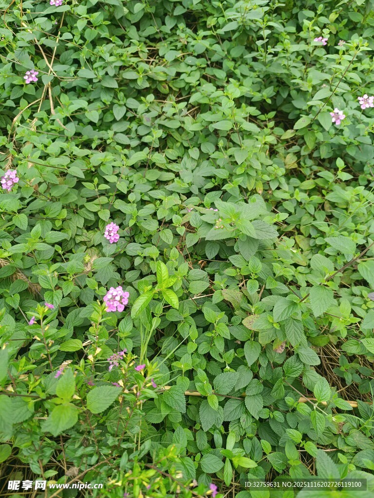 绿叶丛中的紫色小花