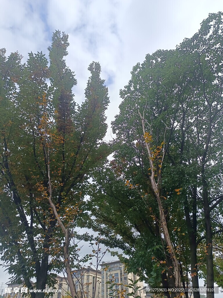 蓝天白云下的葱郁树木