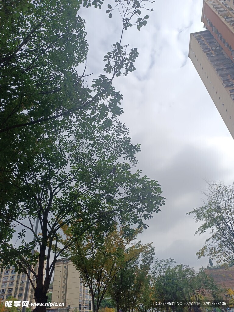 城市中树木与建筑景观