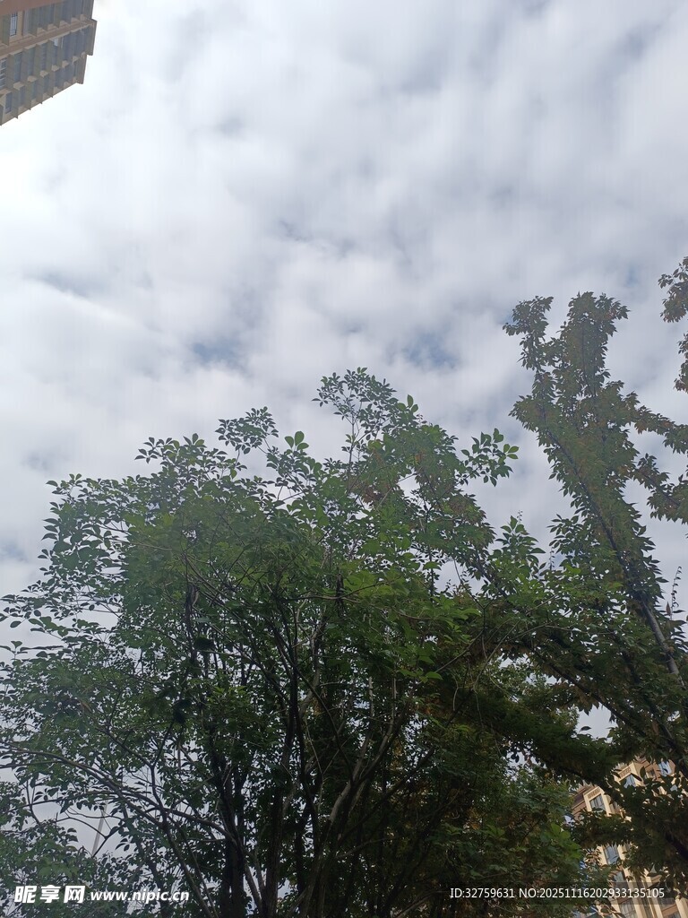 天空下的葱郁树木