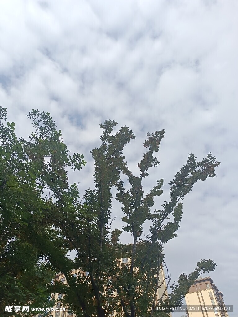 枝叶间的天空