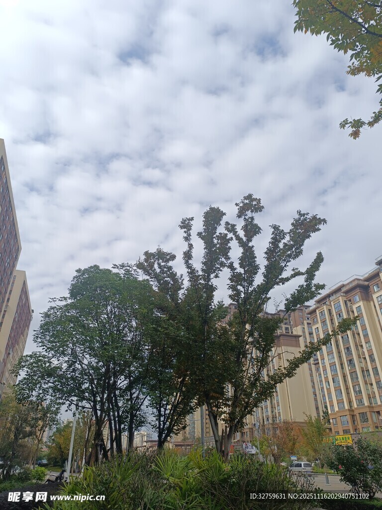 城市中葱郁树木与建筑景观