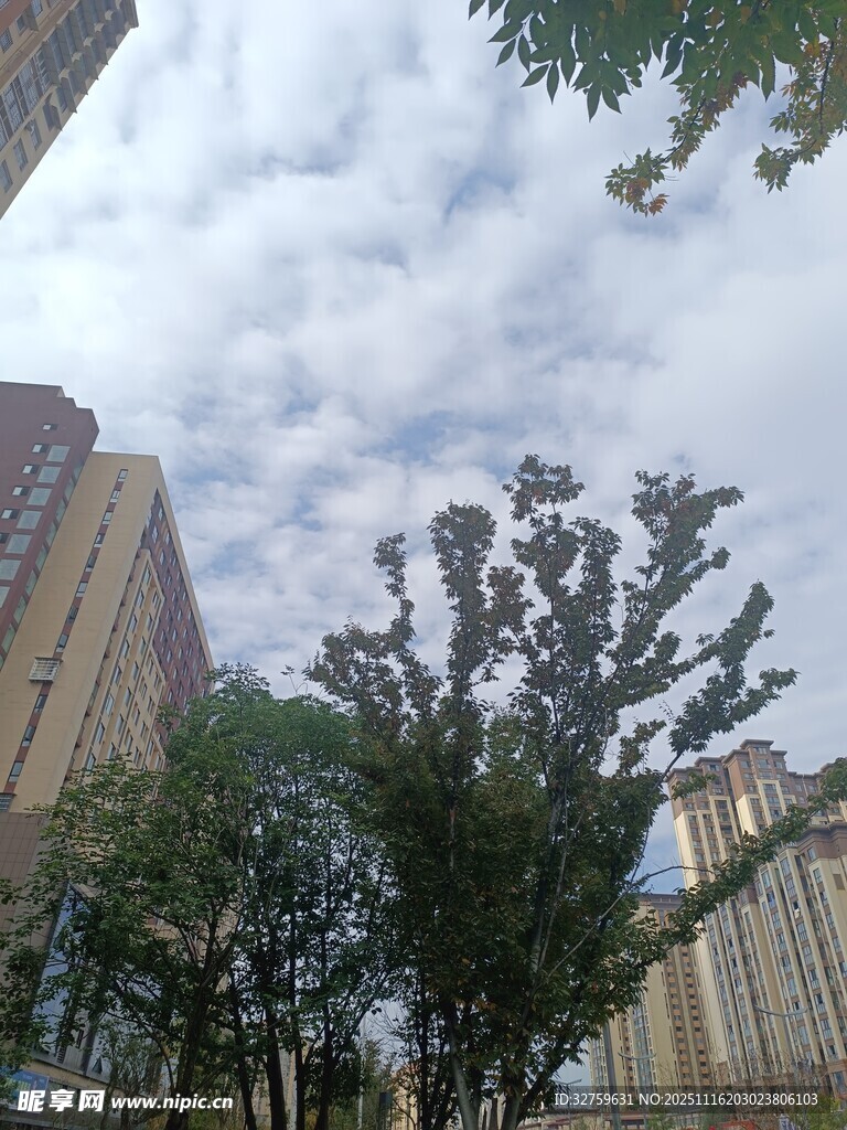 城市中林立高楼旁的绿树