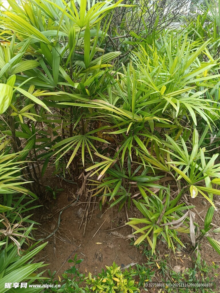 翠绿繁茂的丛生植物