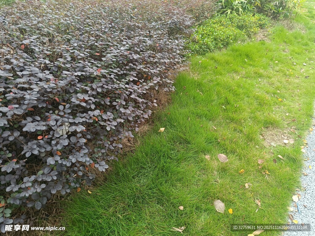 草地旁的紫叶植物景观