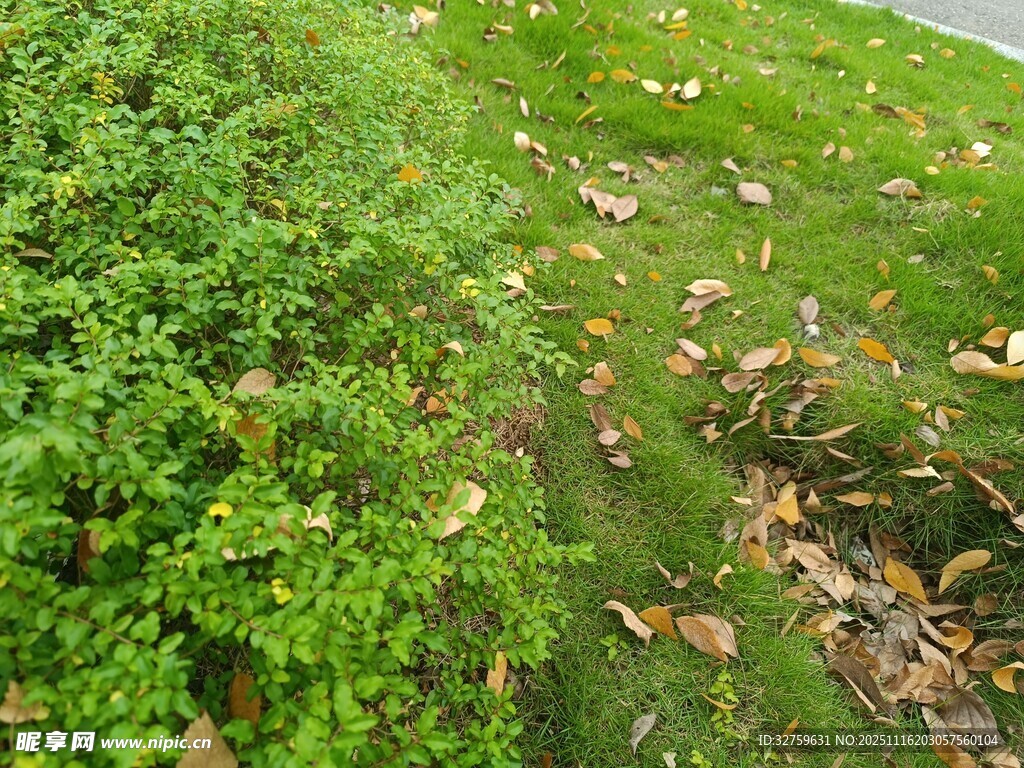路边绿植与散落枯叶