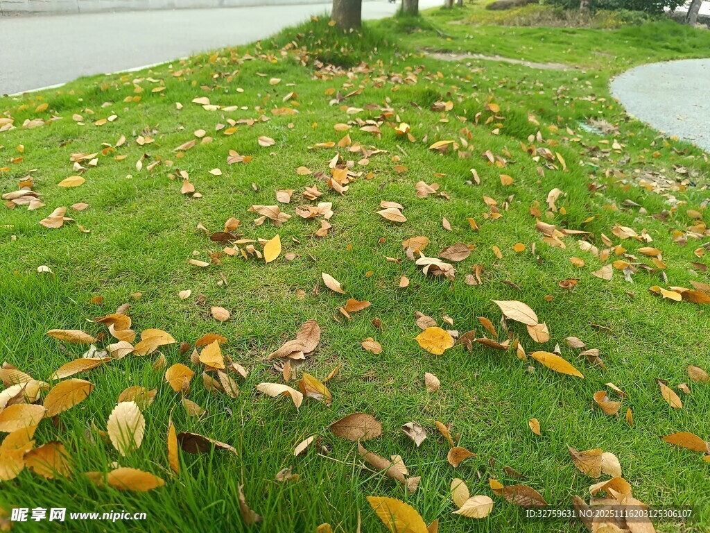 秋日草地落叶美景