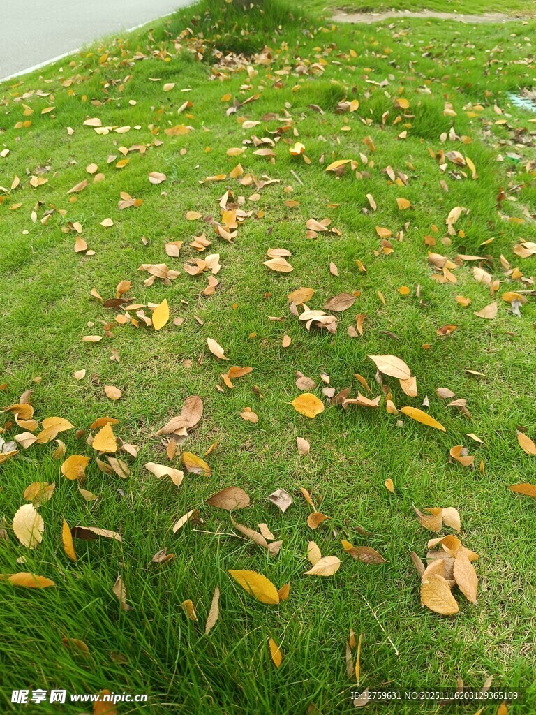 草坪上散落的斑斓秋叶
