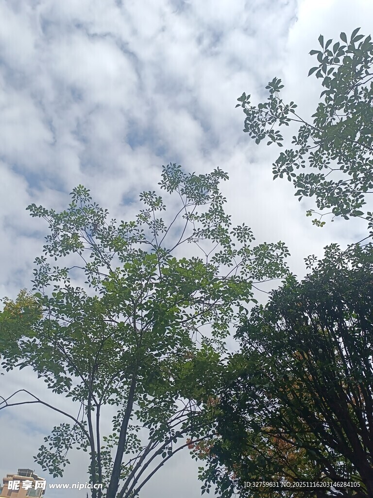 天空下的绿树景致