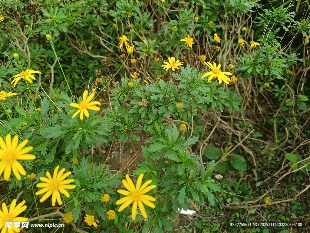 野外绽放的黄色小花