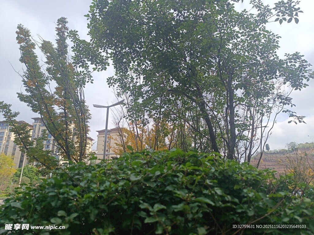 户外繁茂绿植与树木景观