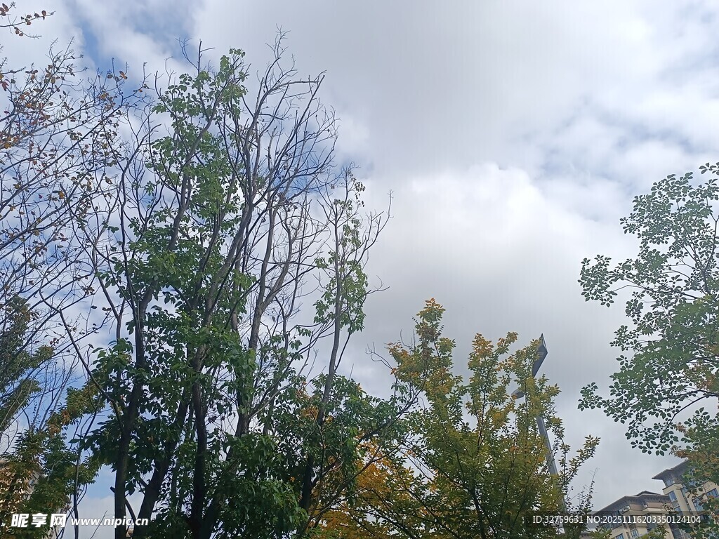 秋日树梢与天空景致