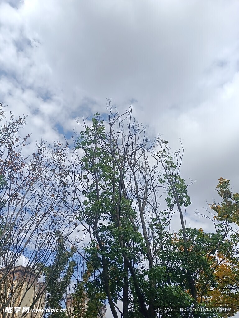 蓝天白云下的树木景观