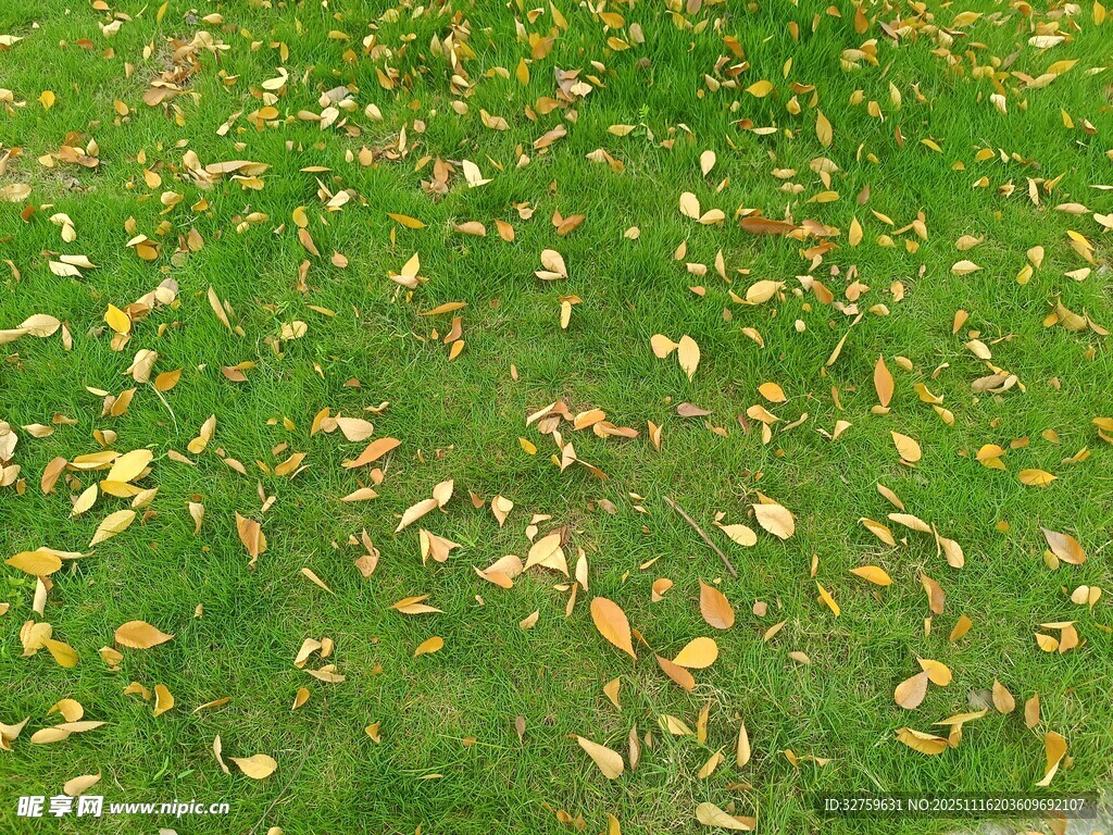 草地上散落的金黄树叶