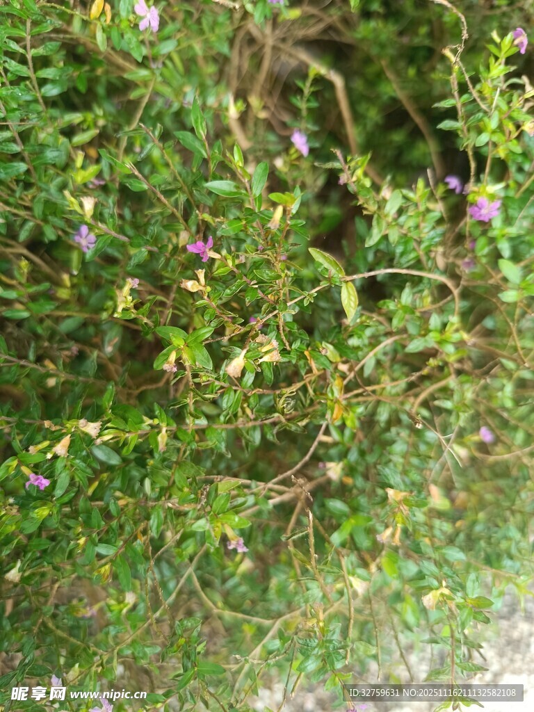 野外繁茂的绿色植物景观