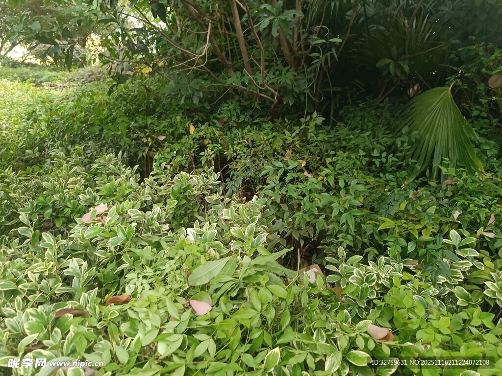 绿意盎然的繁茂植物景观