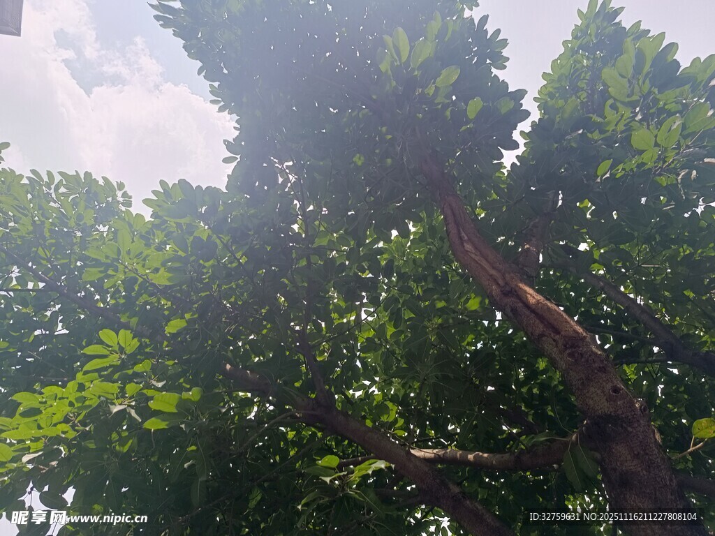 阳光下繁茂的绿树