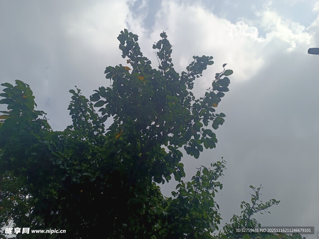 树梢之上的朦胧天空