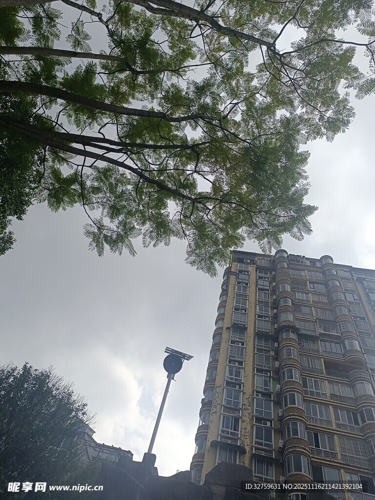 树下仰视高楼景象