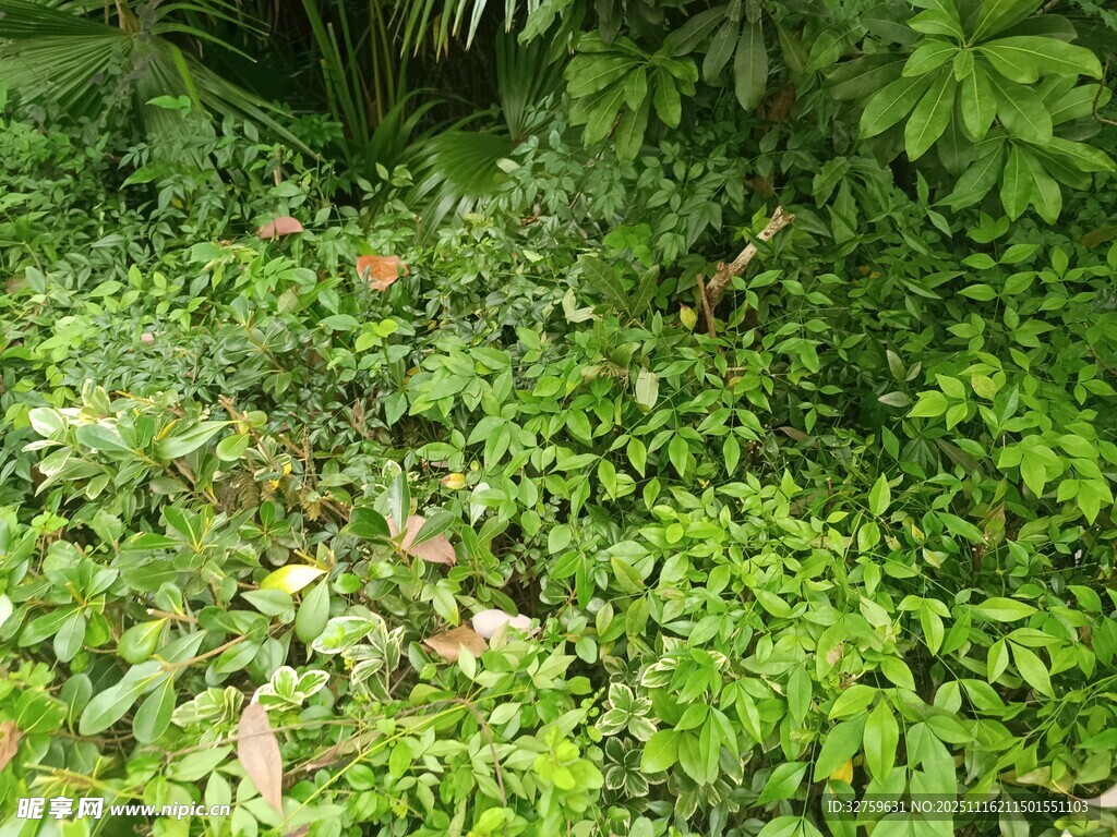 繁茂绿植景观