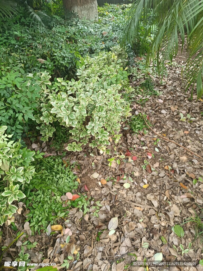 林间小径旁的繁茂绿植