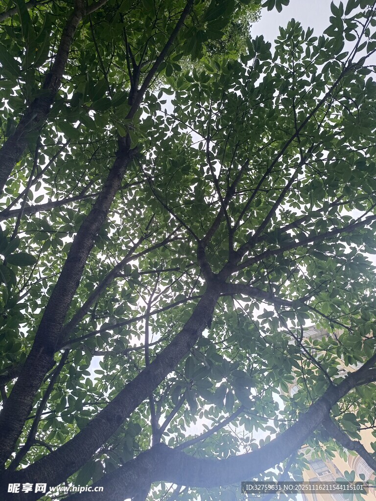 透过枝叶见阳光