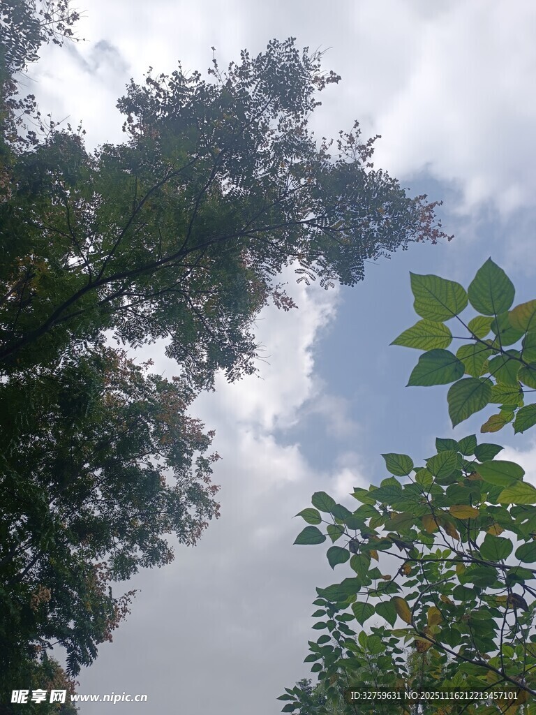 仰视绿树蓝天景象