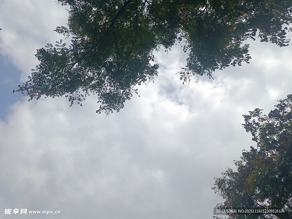 仰视天空中的树木与云朵