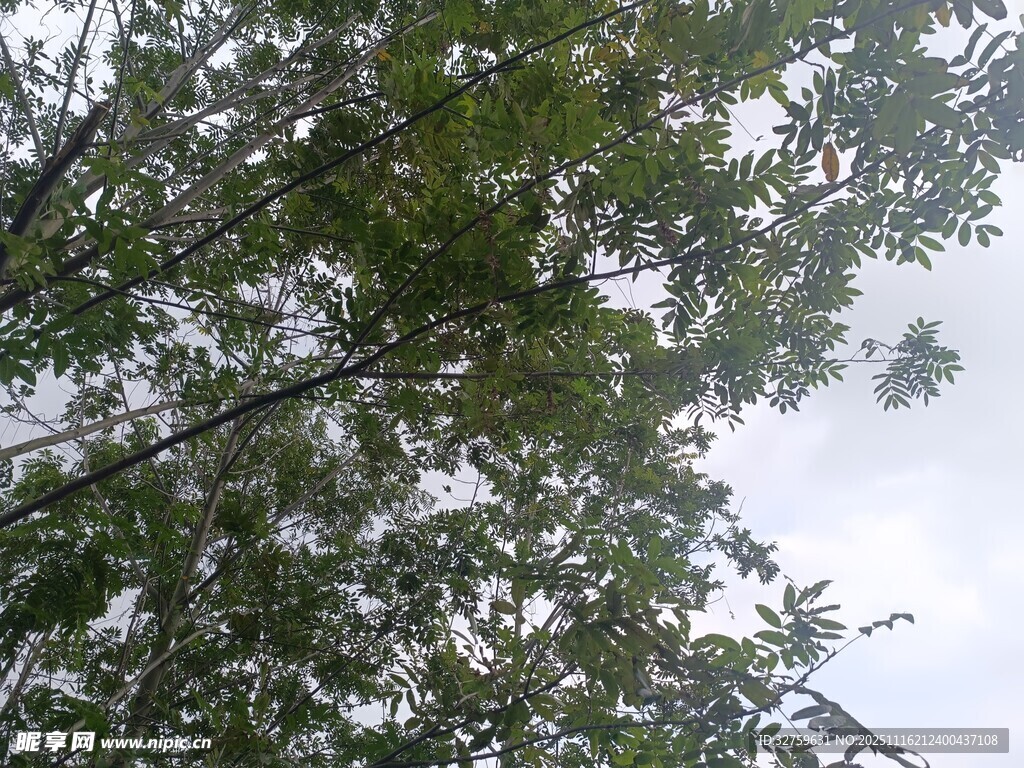 仰视繁茂枝叶