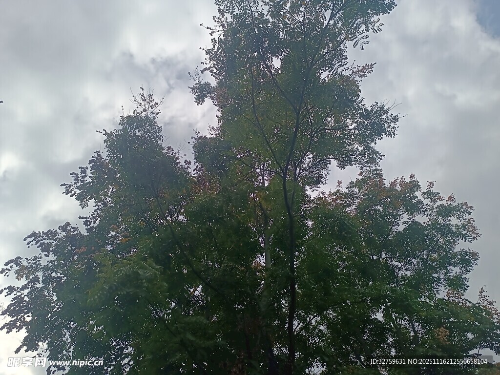 仰视茂密树木与天空