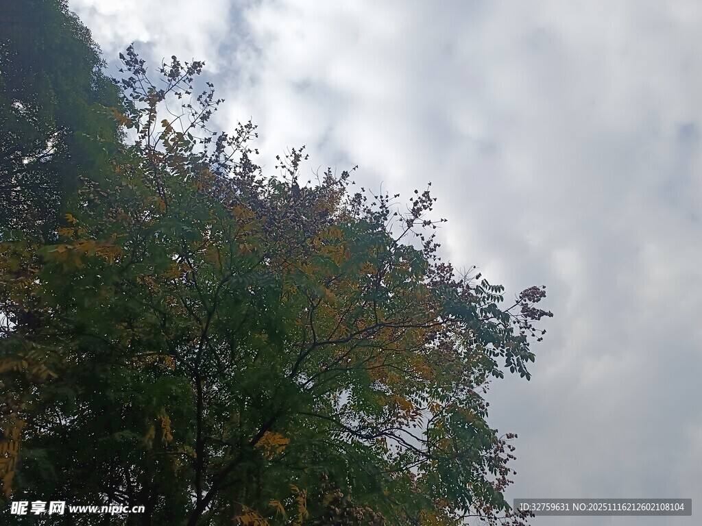 树梢上的天空与繁茂枝叶