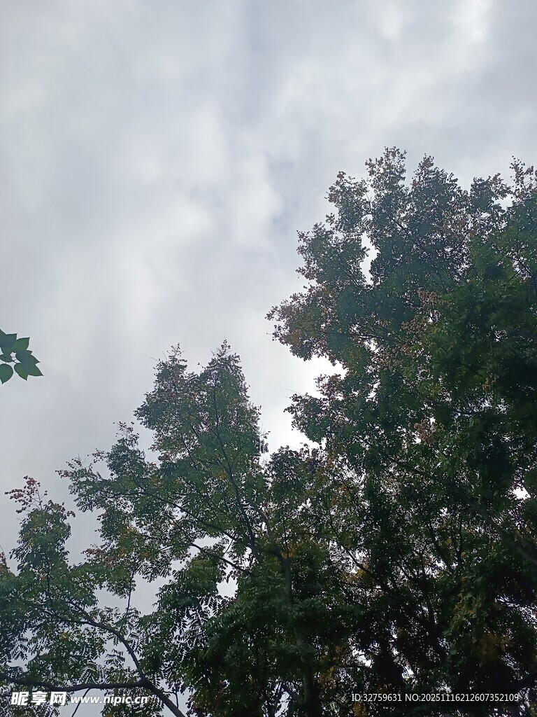 树梢上的天空与繁茂枝叶